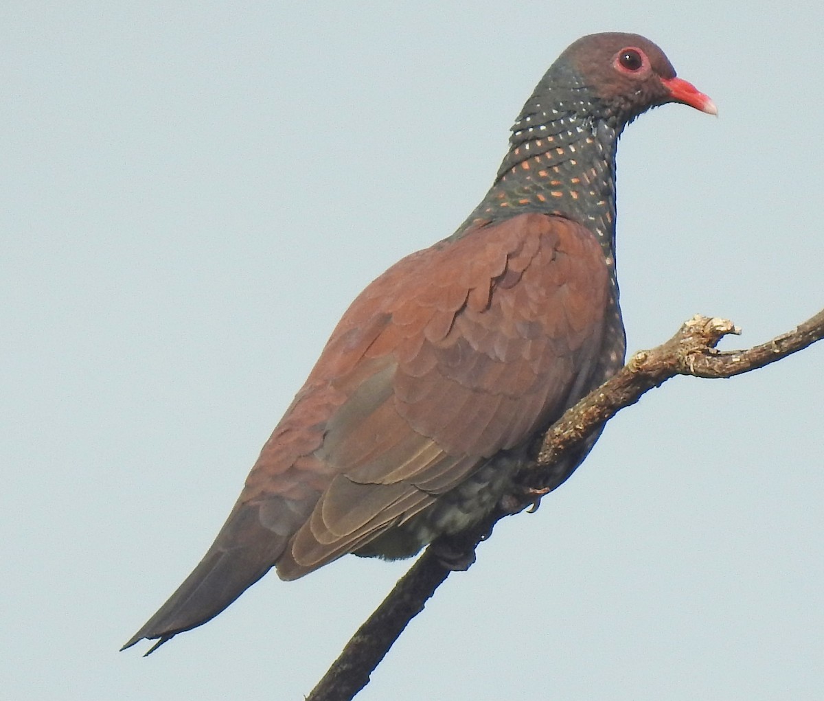 Scaled Pigeon - ML342696941