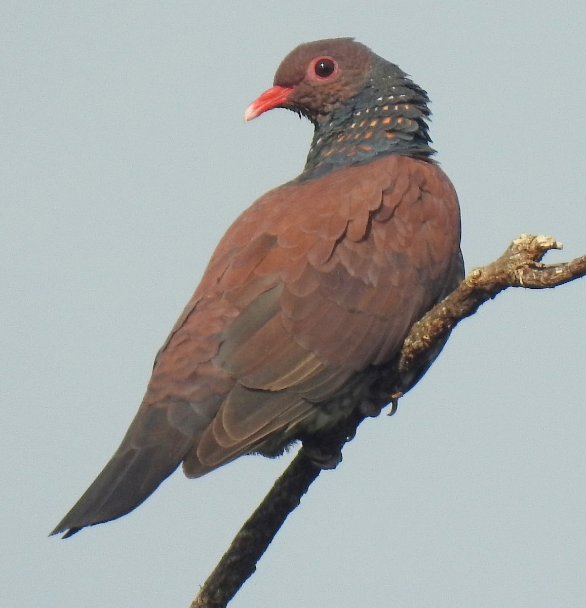 Scaled Pigeon - ML342696991