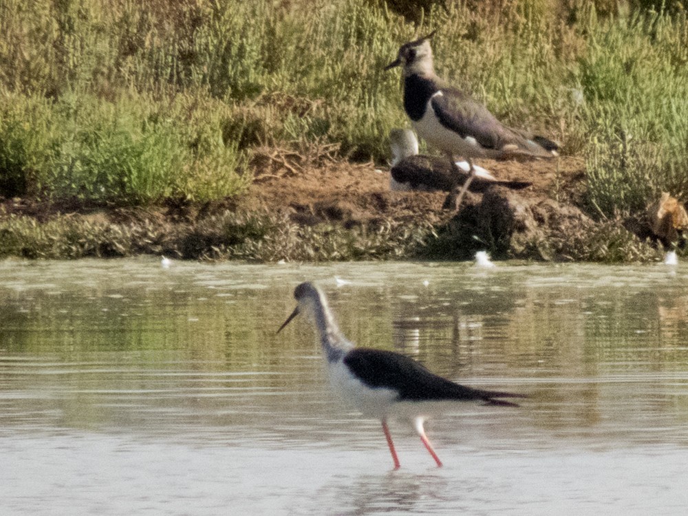 Northern Lapwing - ML34269821