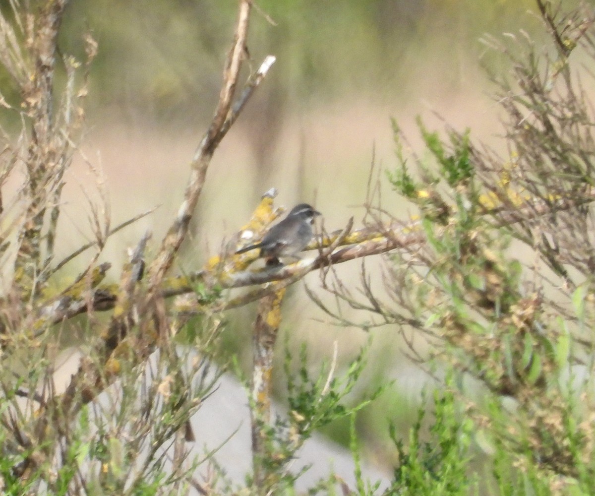 Black-throated Sparrow - ML342698721