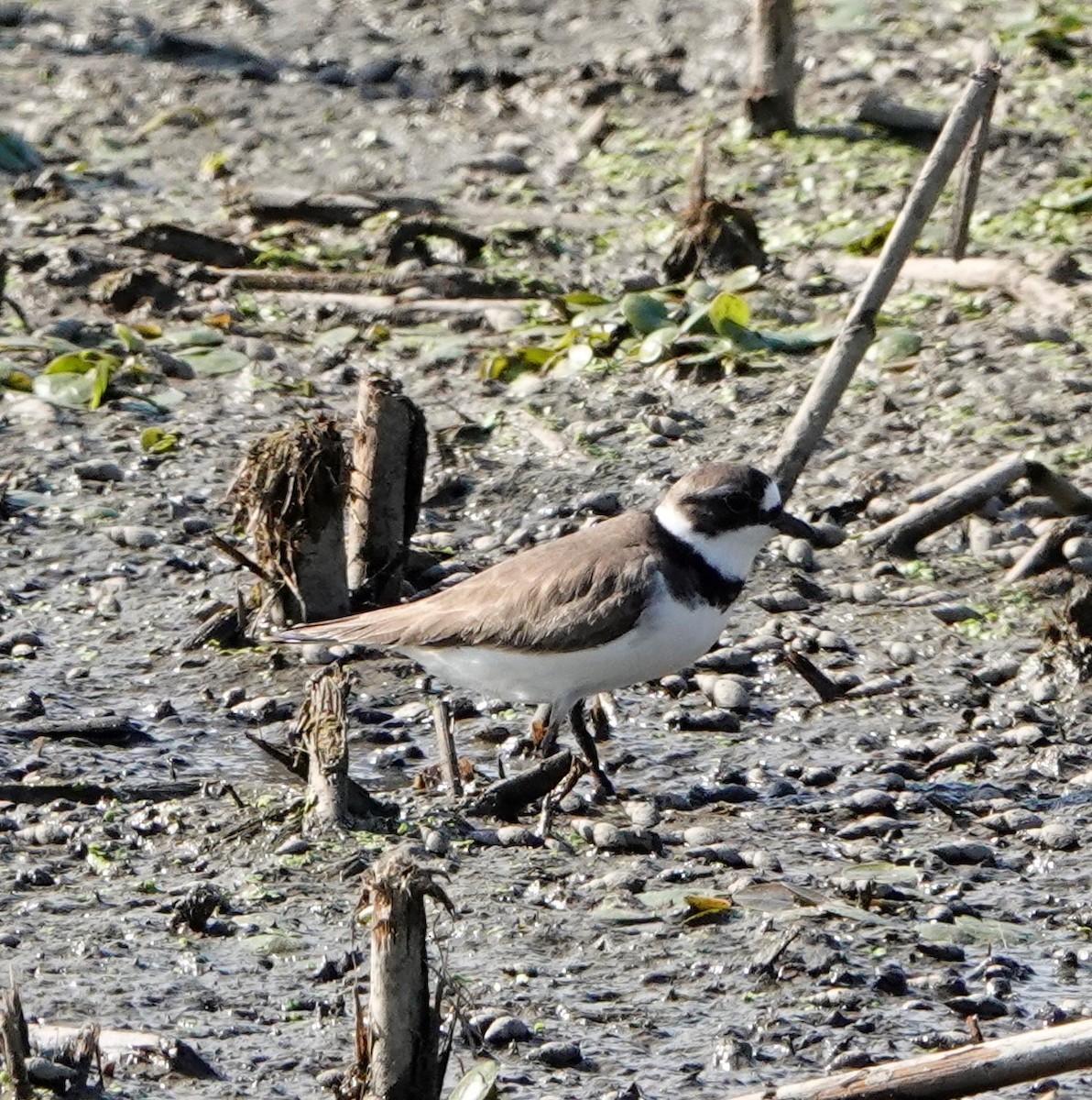 Semipalmated Plover - ML342698781