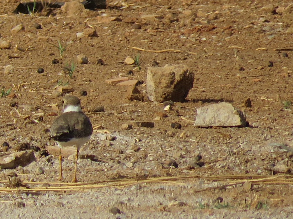 Little Ringed Plover (curonicus) - ML34269911