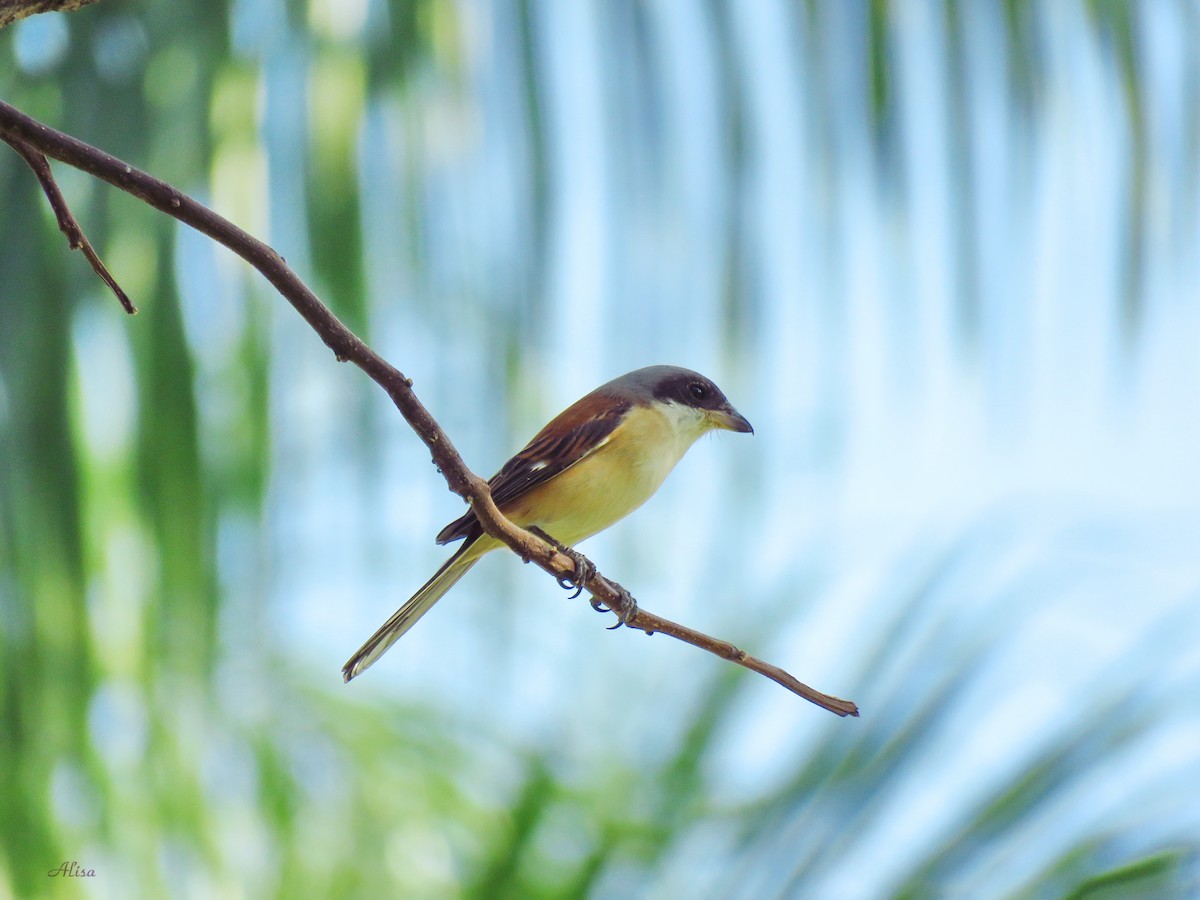 Burmese Shrike - ML342699241