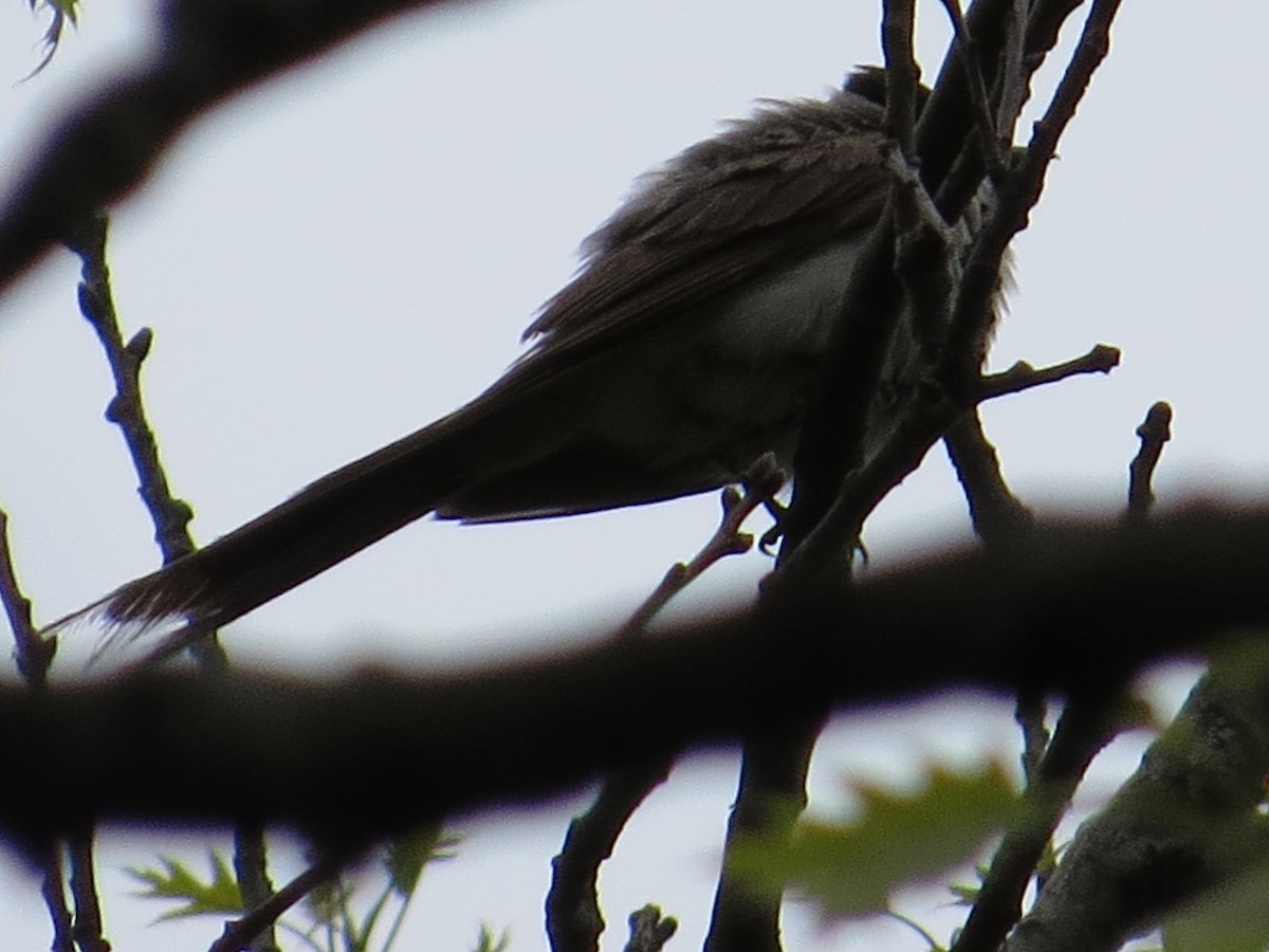 Fork-tailed Flycatcher - ML34270021