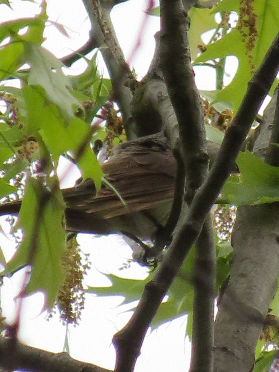 Fork-tailed Flycatcher - ML34270041