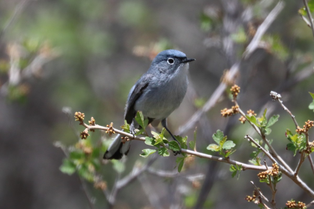 Blue-gray Gnatcatcher - ML342701941