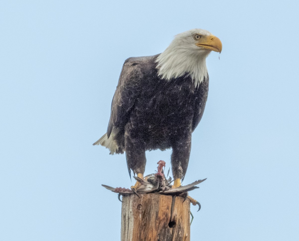 Bald Eagle - ML342702491