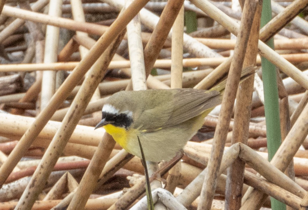 Common Yellowthroat - ML342702601