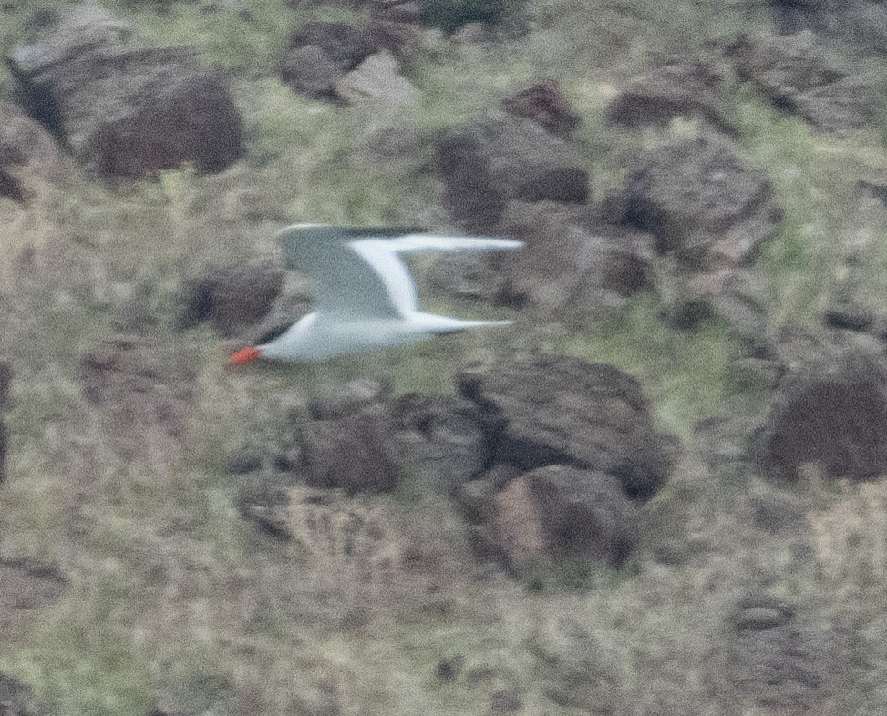 Caspian Tern - ML342702871