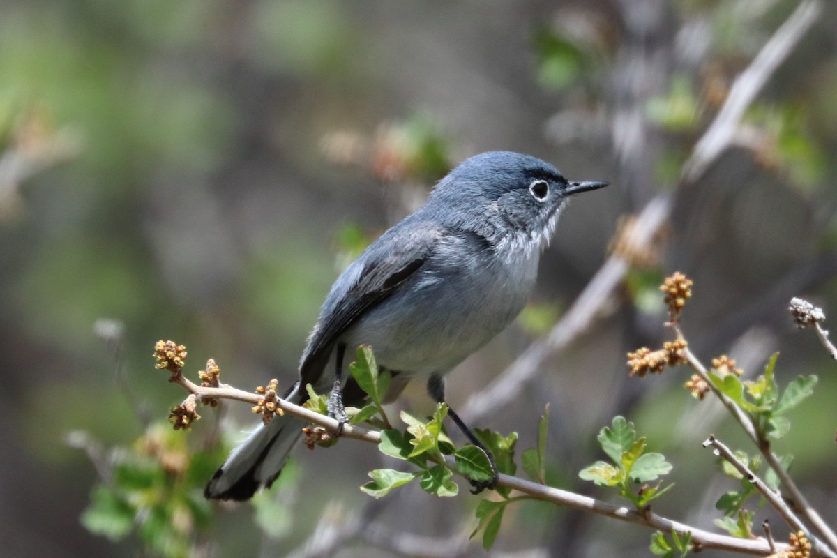 Blue-gray Gnatcatcher - ML342703211