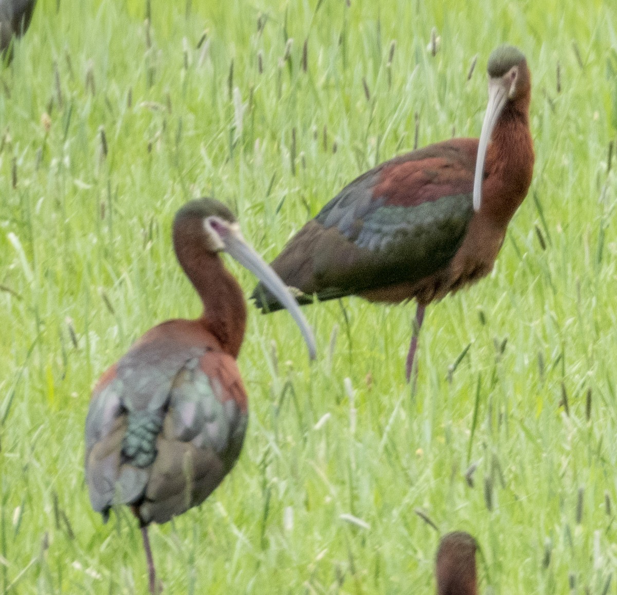 White-faced Ibis - ML342703841