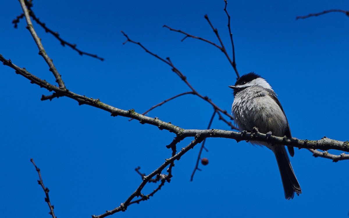 Black-capped Chickadee - ML342704291