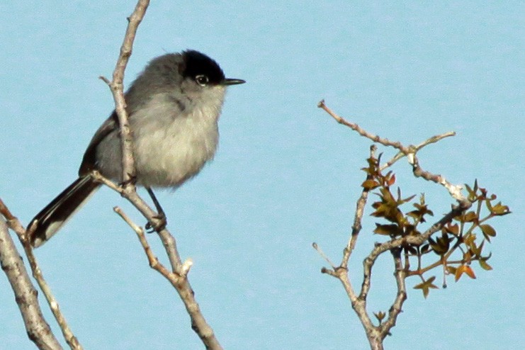 Black-tailed Gnatcatcher - ML34270451