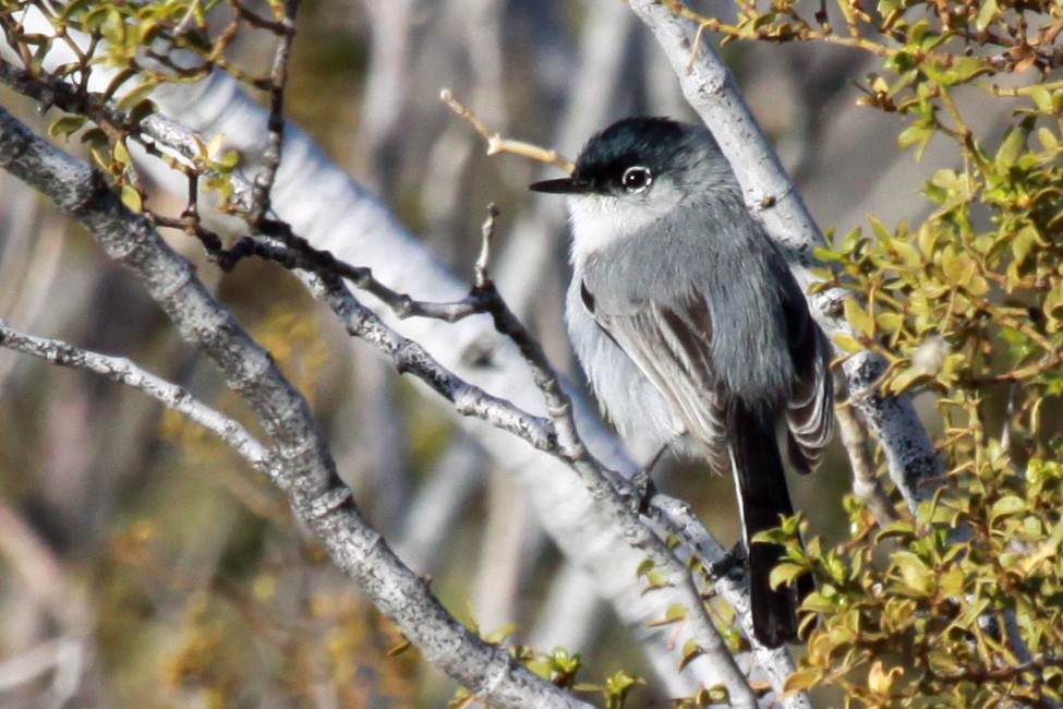 Black-tailed Gnatcatcher - ML34270511