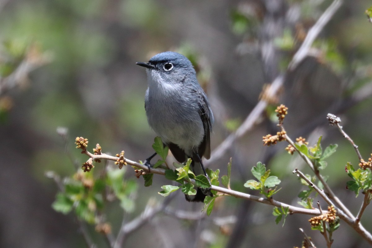 Blue-gray Gnatcatcher - ML342705631