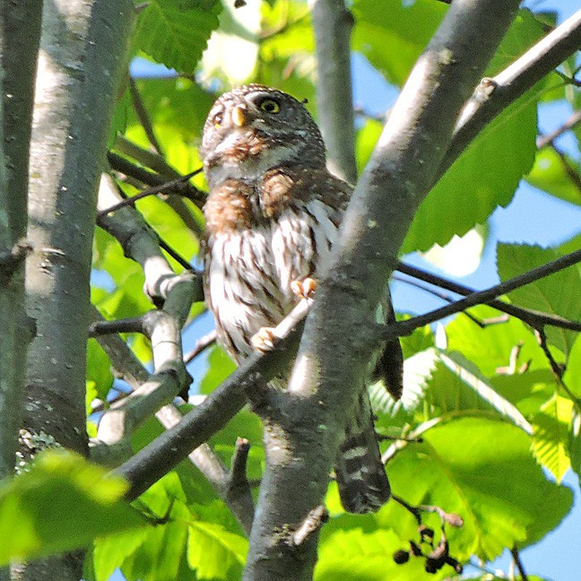 Northern Pygmy-Owl - ML342708541