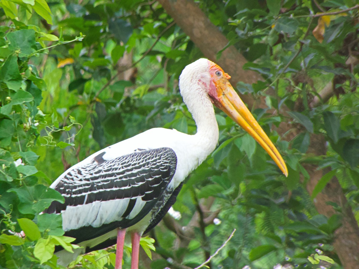 Buntstorch - ML342708861