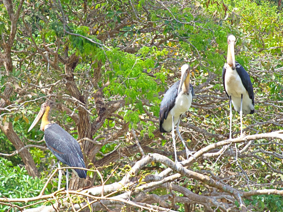 Sundamarabu - ML342708921