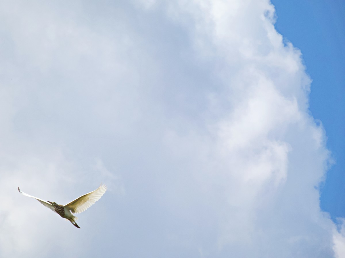 Bacchusreiher - ML342708941