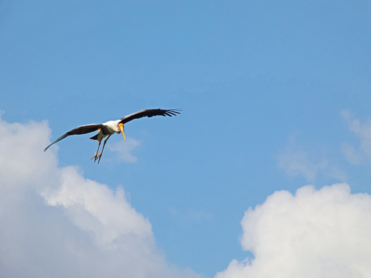 Sundamarabu - ML342708971