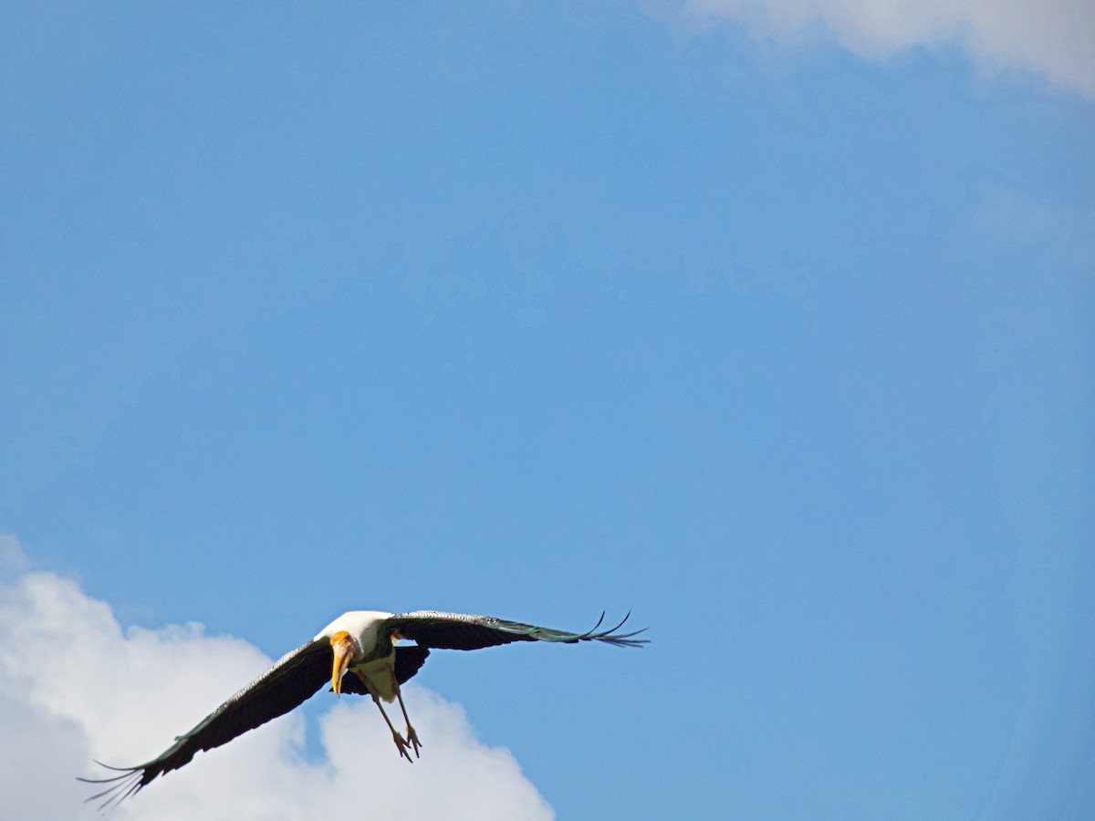 Sundamarabu - ML342709071