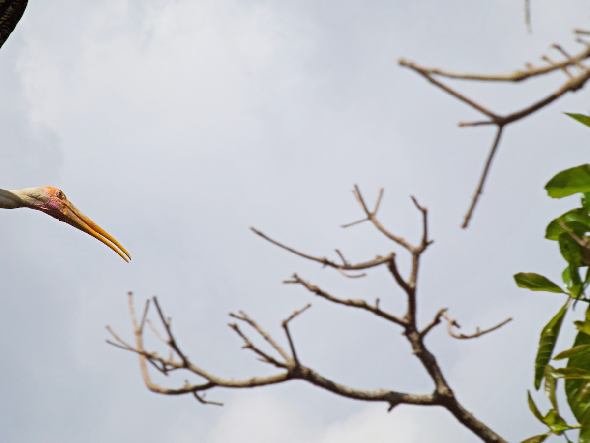 Buntstorch - ML342709101