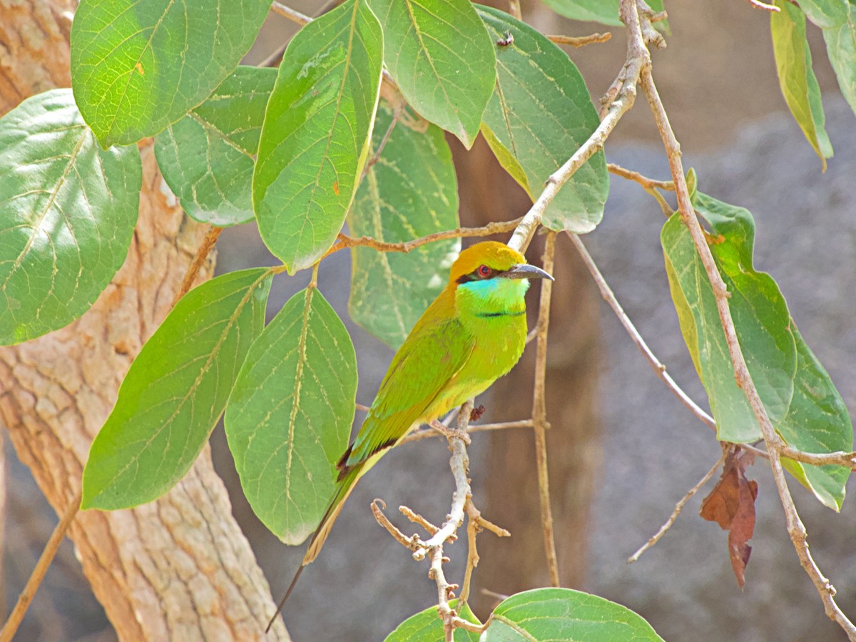 Bronzescheitel-Smaragdspint - ML342709151