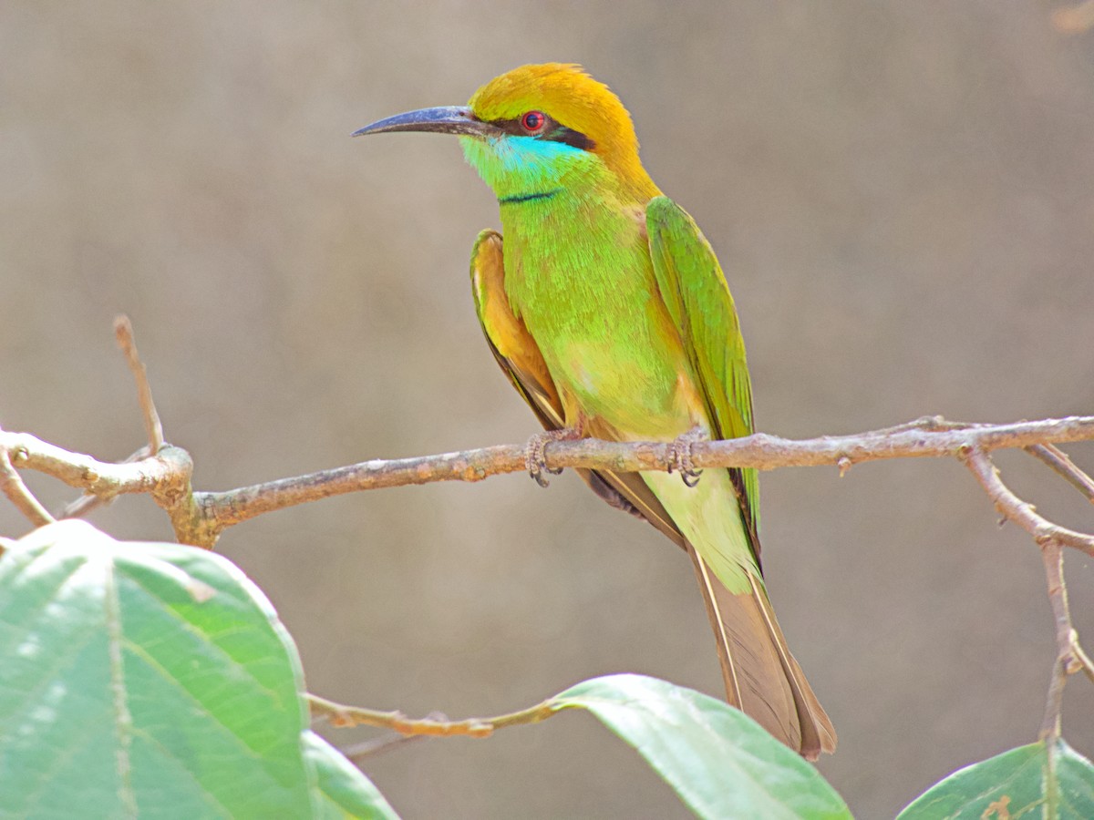 Bronzescheitel-Smaragdspint - ML342709161