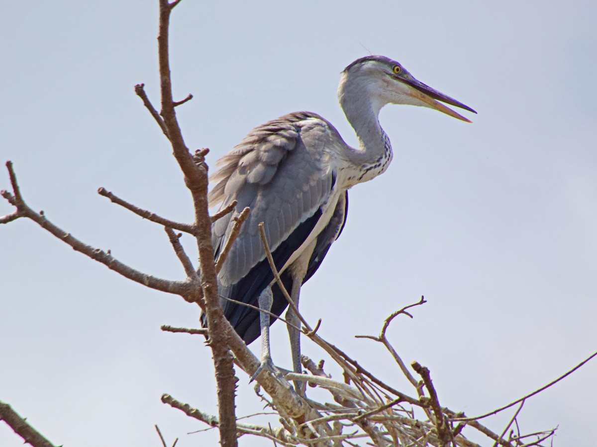 Graureiher - ML342709181