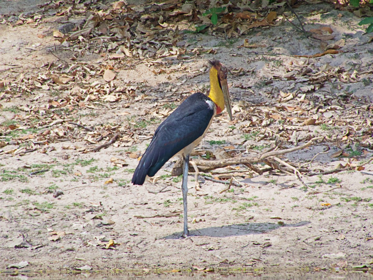 Sundamarabu - ML342709211