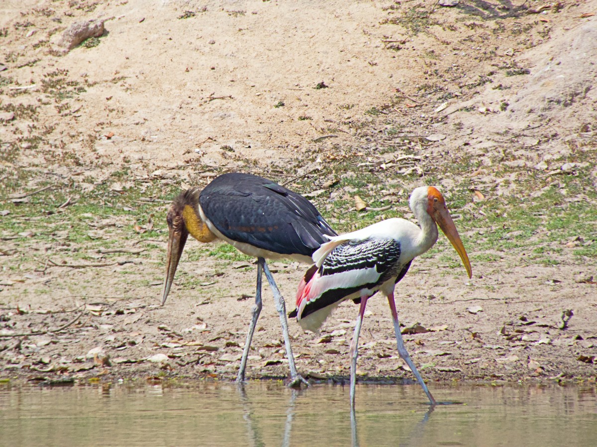 Sundamarabu - ML342709251