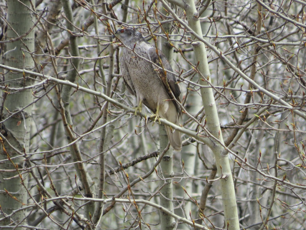 American Goshawk - ML342710251