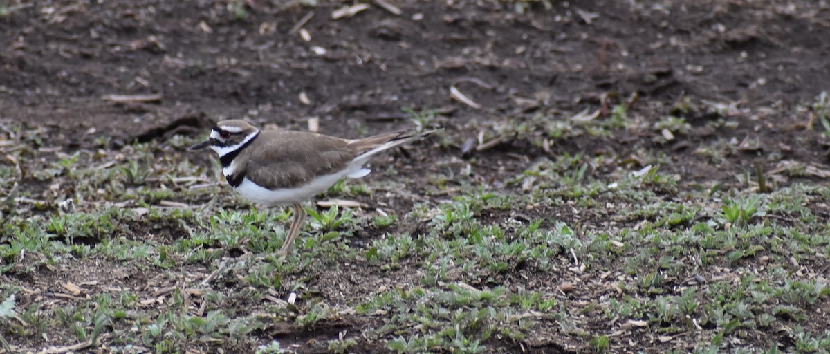 Killdeer - ML342710621