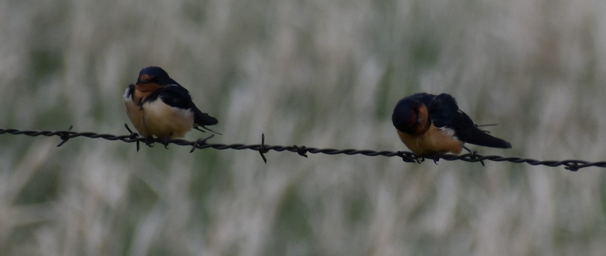 Barn Swallow - ML342711191