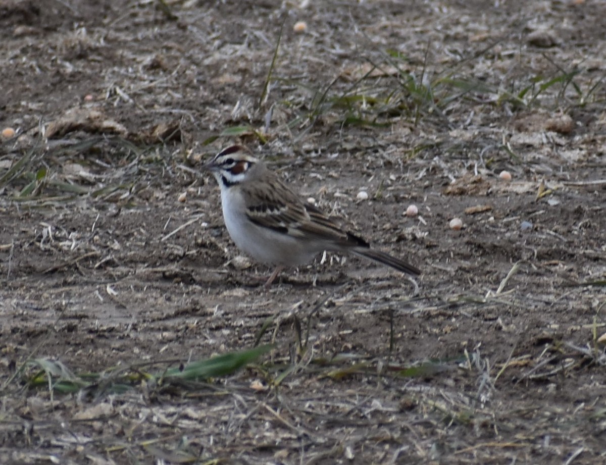 Lark Sparrow - ML342711311