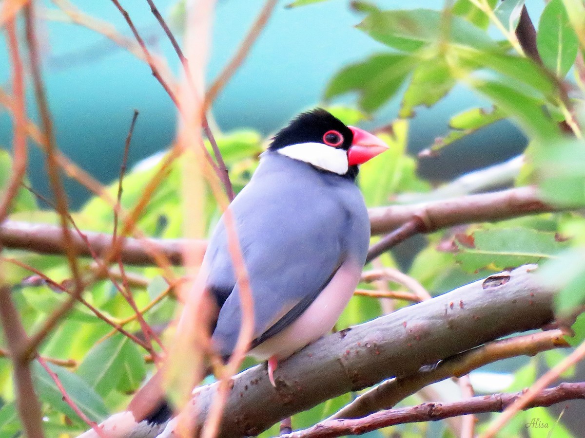 Java Sparrow - ML342711491