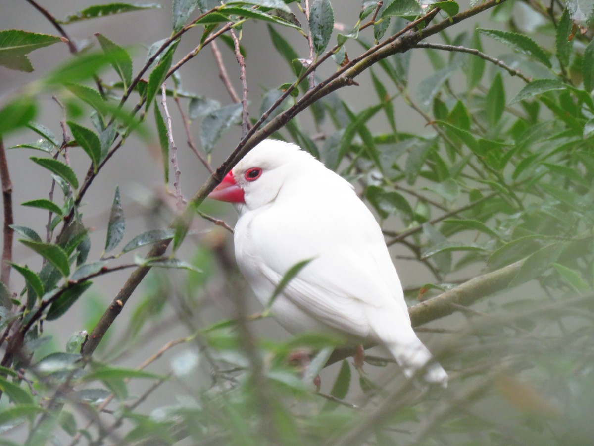 Lonchura sp. - ML342711731