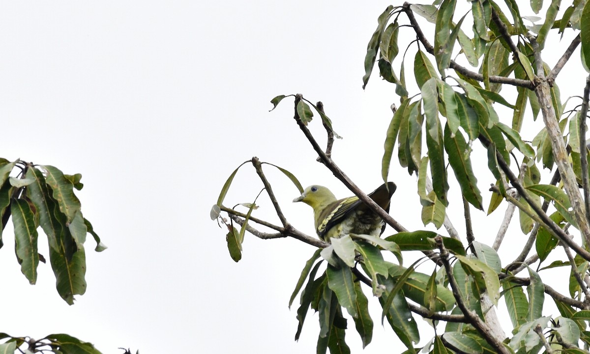 Gray-fronted Green-Pigeon - ML342711771