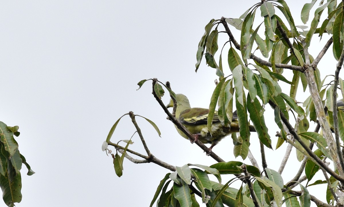 Gray-fronted Green-Pigeon - ML342711781