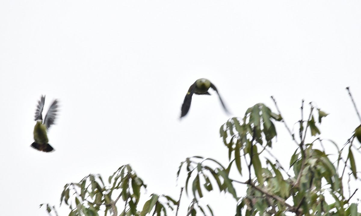 Gray-fronted Green-Pigeon - ML342711801