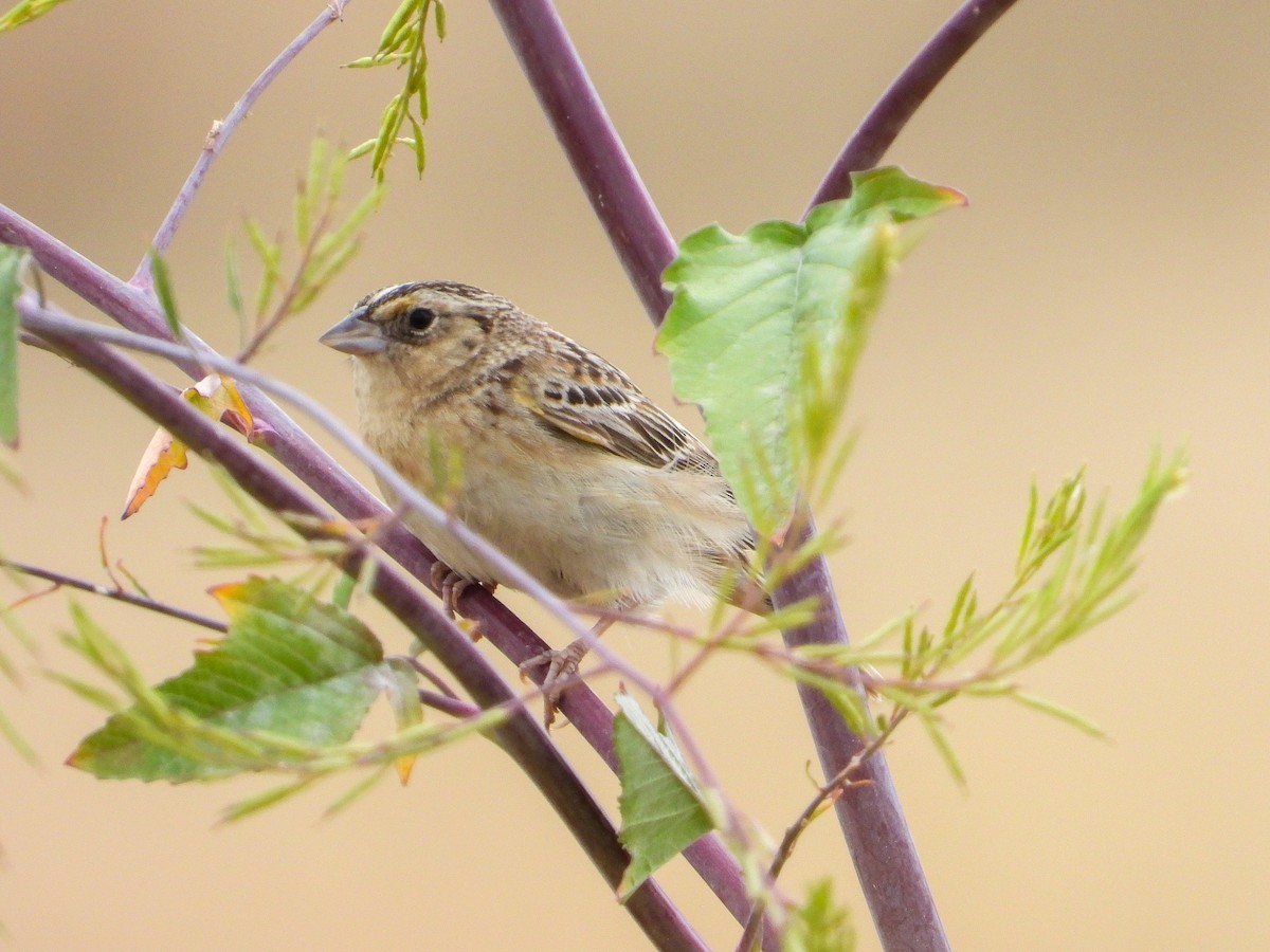 Grasshopper Sparrow - James Maley