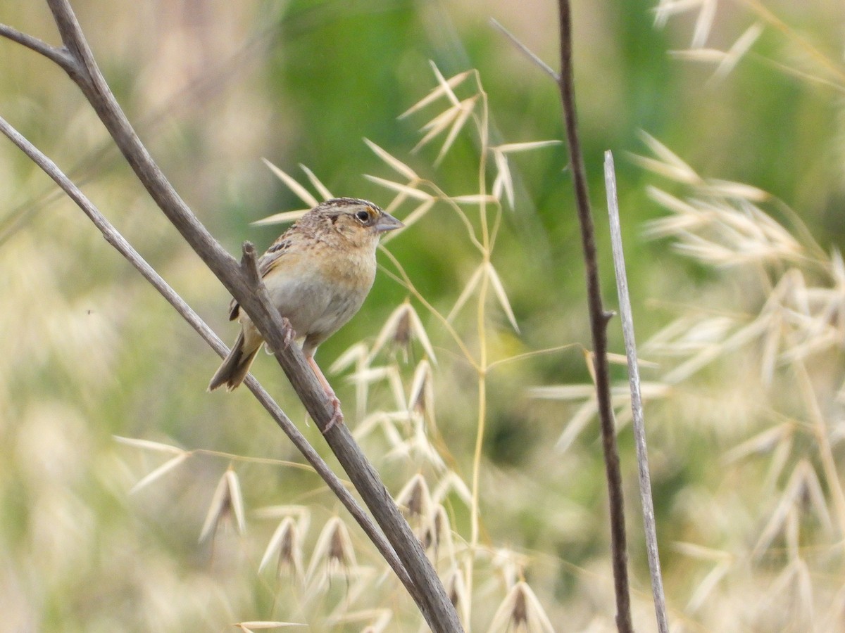 Grasshopper Sparrow - James Maley