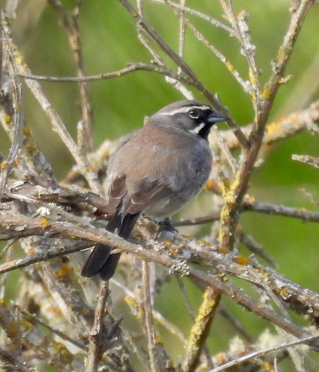 Black-throated Sparrow - Jeff Lovinger