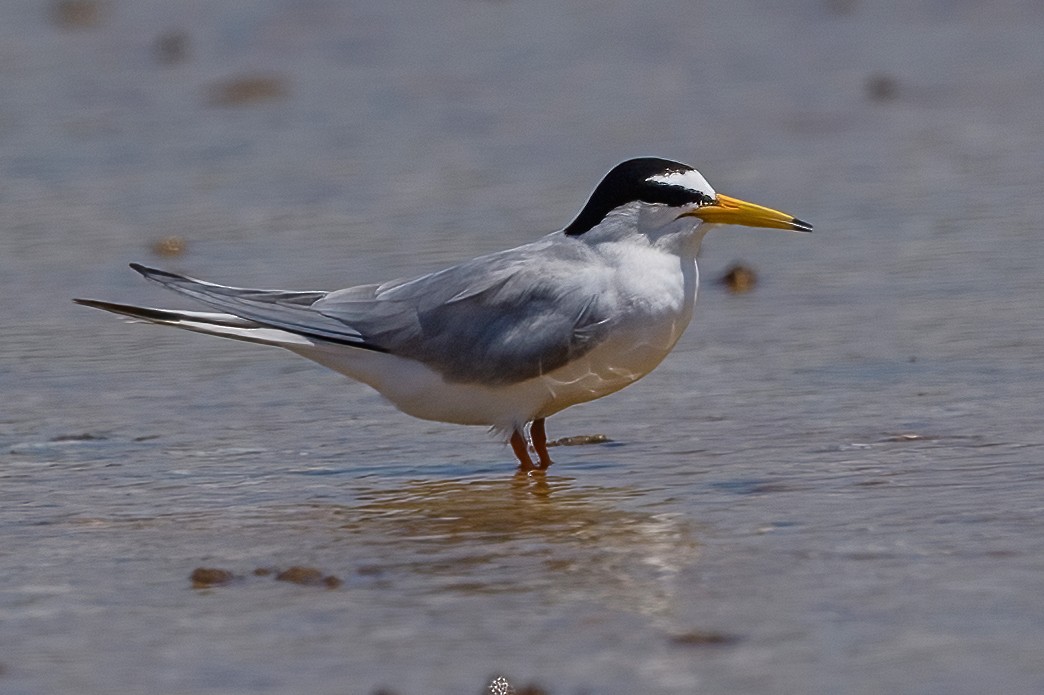 Little Tern - ML342715951