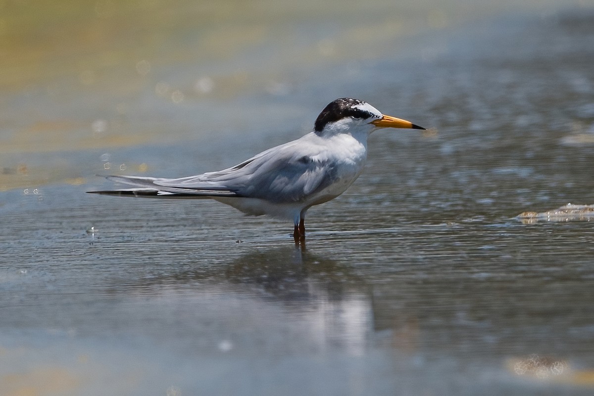 Little Tern - ML342715961