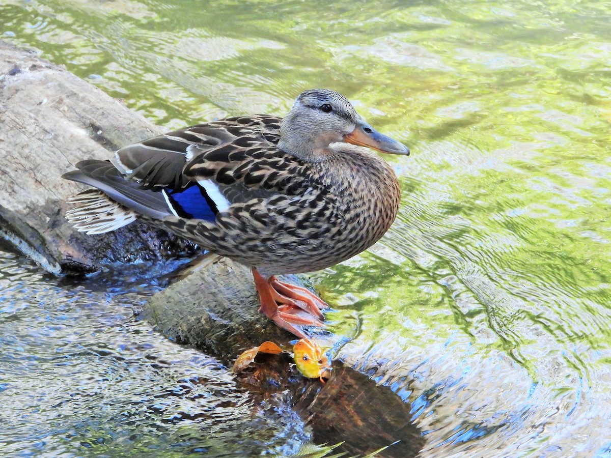 Canard colvert - ML342717911