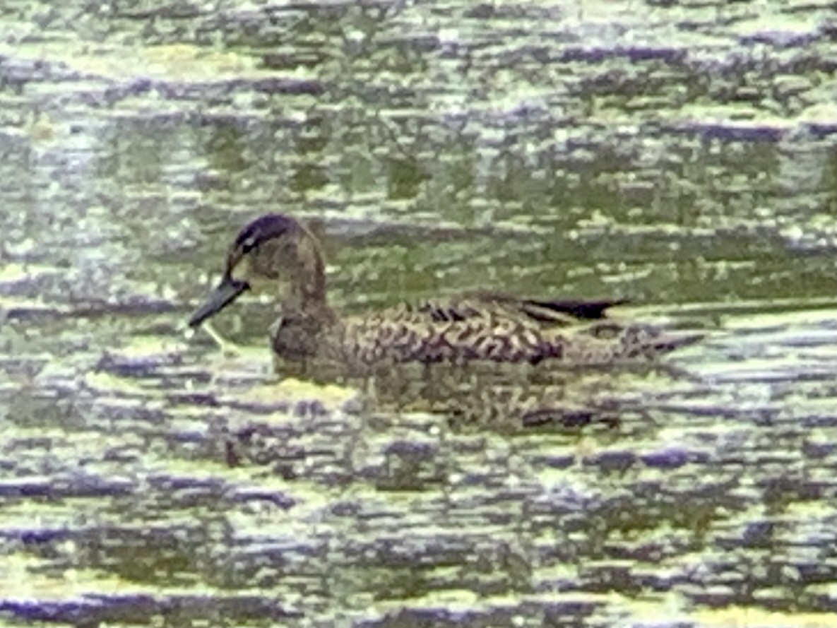 Blue-winged Teal - ML342718131