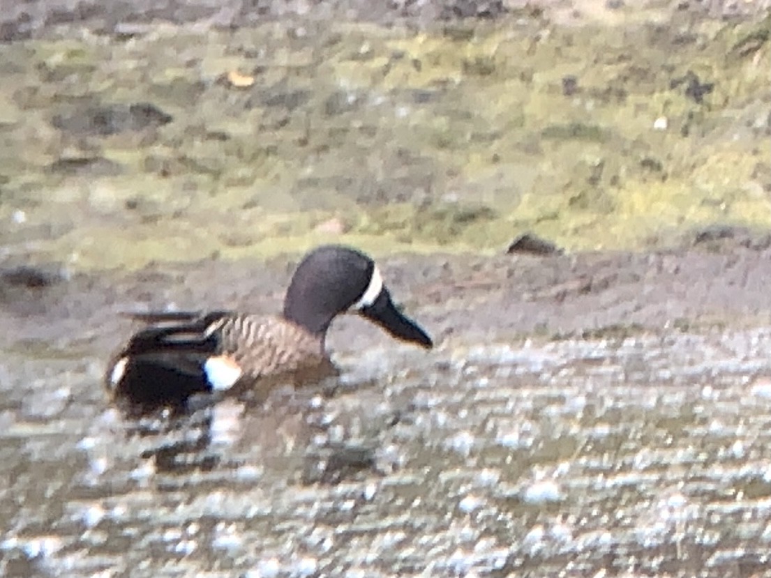 Blue-winged Teal - ML342718151