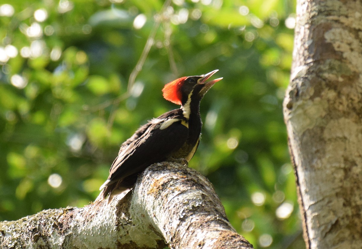 Lineated Woodpecker (Lineated) - ML342719071