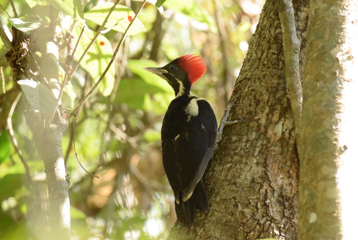 Lineated Woodpecker (Lineated) - ML342719111